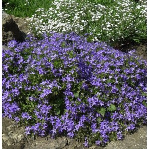 Blühende Monte Gargano Glockenblume (Campanula garganica) im Garten.