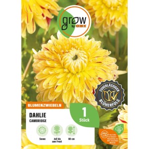 Verpackung der GROW by OBI Dahlie Cambridge, gelbe Blüte mit roten Akzenten.