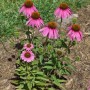 Rosa Sonnenhut (Echinacea) 'Kim's Knee High' im Topf, ca. 60cm hoch.