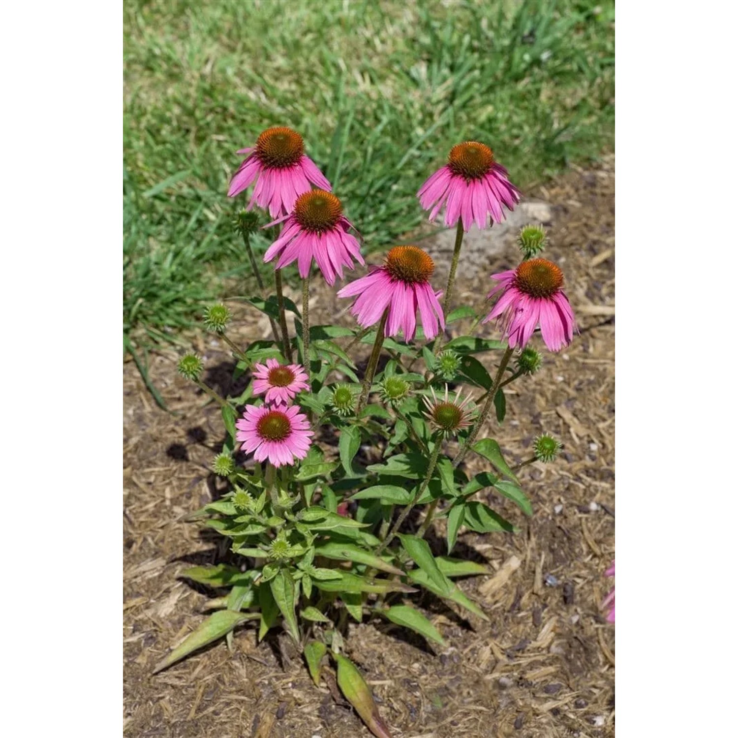 Rosa Sonnenhut (Echinacea) 'Kim's Knee High' im Topf, ca. 60cm hoch.