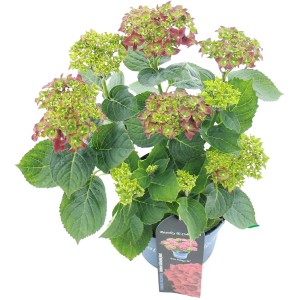 Gartenhortensie Fire Wings Rot im Topf, ca. 20-30 cm hoch, mit grün-roten Blüten.