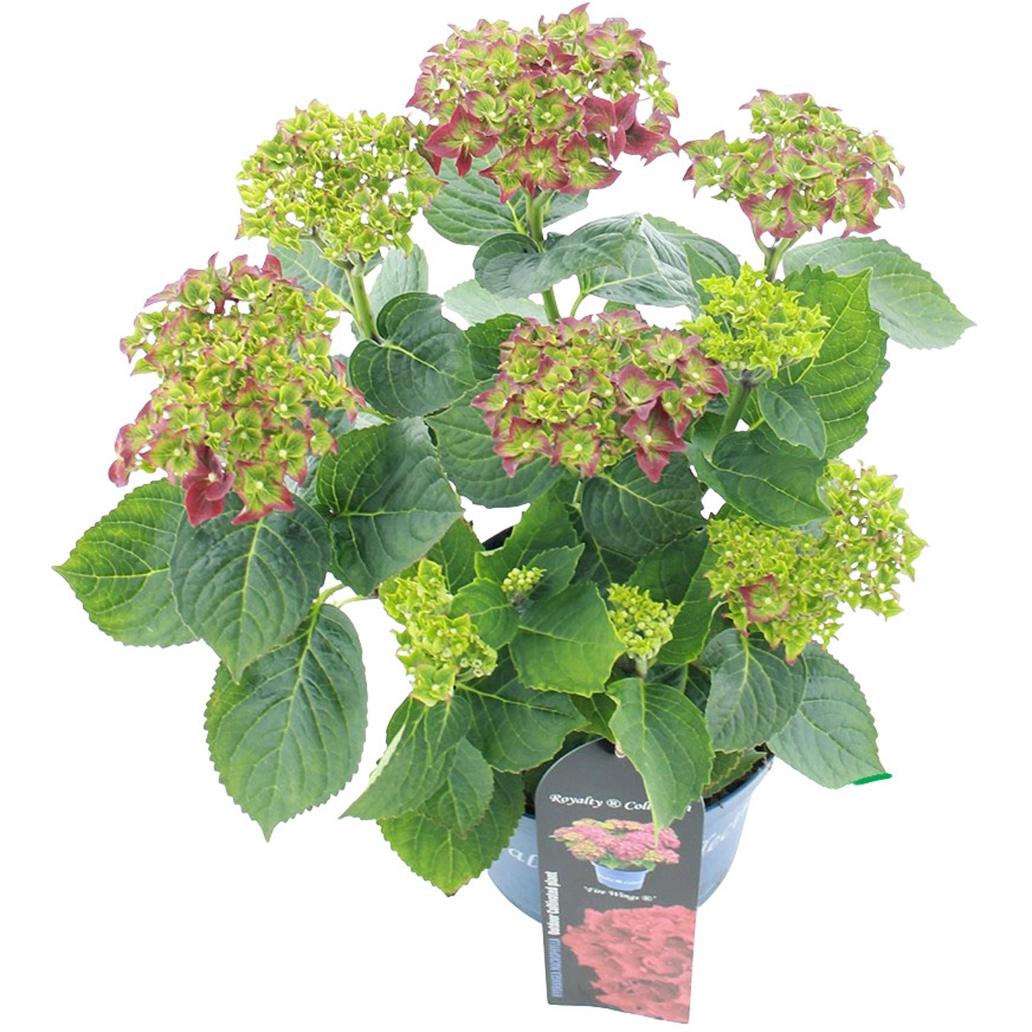 Gartenhortensie Fire Wings Rot Höhe ca. 20 - 30 cm Topf ca. 3,5 l günstig online kaufen