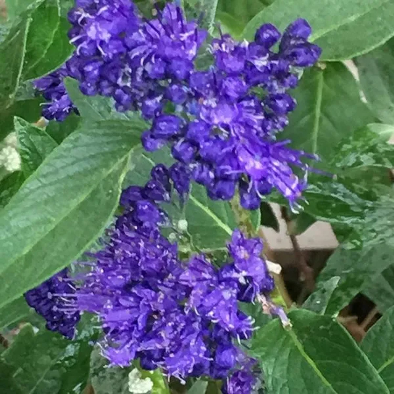 Bartblume 'Heavenly Blue' Caryopteris clandonensis 40 bis 50 cm im Container Reichblühend