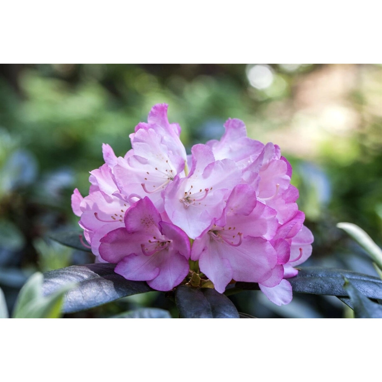 Rhododendron Smirnowii Silberpfeil Immergrün 40–50 cm günstig online kaufen