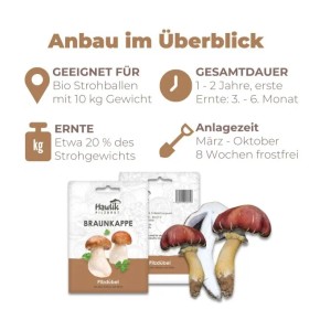 Hawlik Pilzbrut Myzel Dübelbrut Braunkappen für Pilzzucht im Garten auf Strohballen