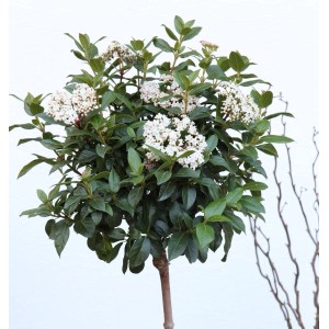 Wintergrüner Schneeball 'Winton' als Hochstamm mit weißen Blüten und grünen Blättern.