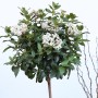 Wintergrüner Schneeball 'Winton' als Hochstamm mit weißen Blüten und grünen Blättern.