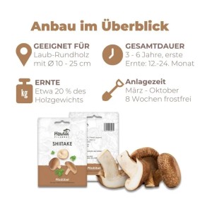 Hawlik Pilzbrut Myzel Dübelbrut Shiitake für Pilzzucht im Garten auf Holzstämmen