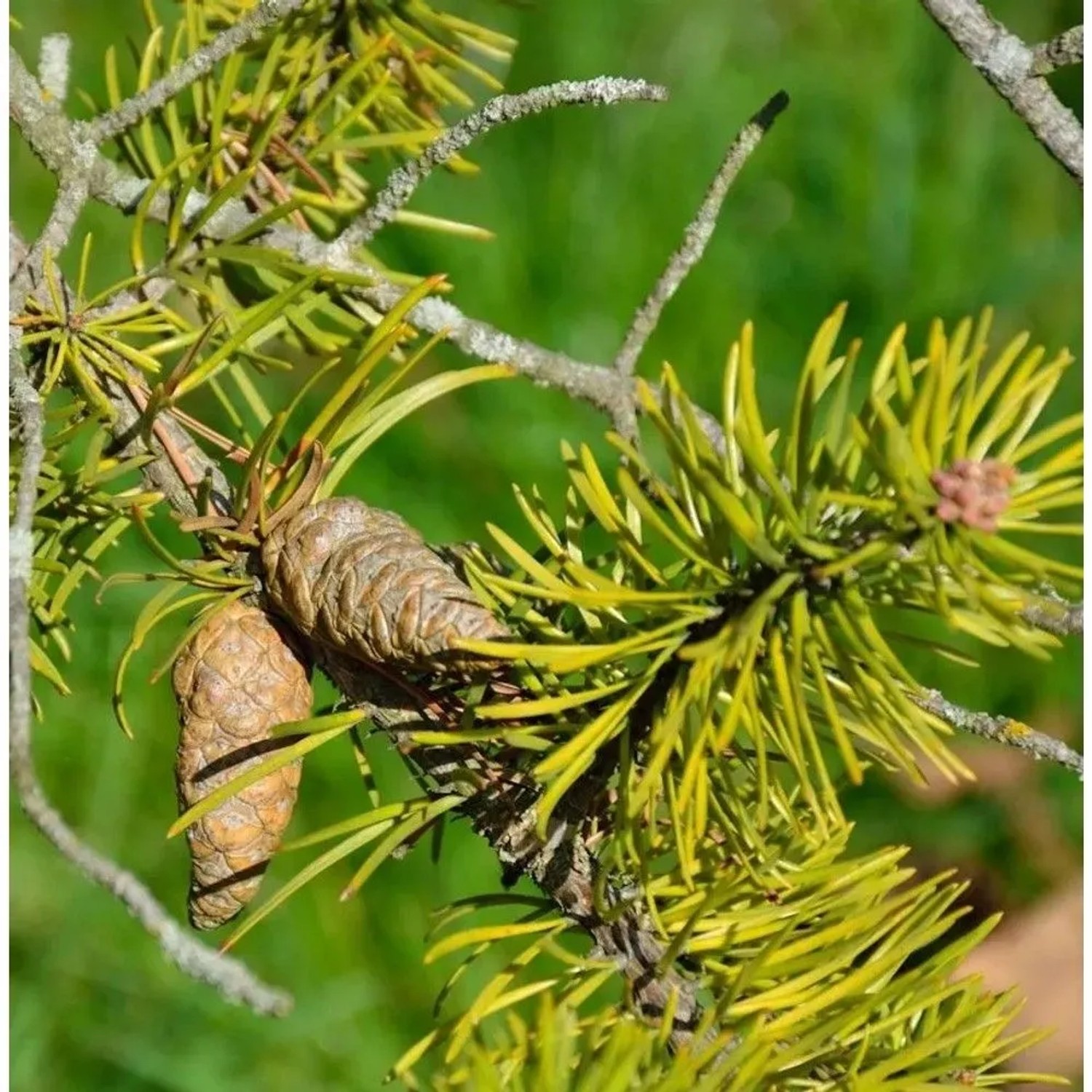 Banks Kiefer 70-80cm - Pinus banksiana