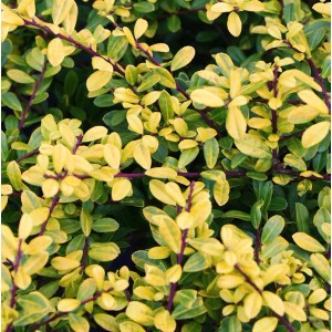 Nahaufnahme der gelb-grünen Blätter einer Bergilex Stechpalme (Ilex crenata).