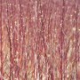 Leuchtend roter Hartriegel 'Sibirica', Cornus alba, mit filigranen Trieben im Detail.