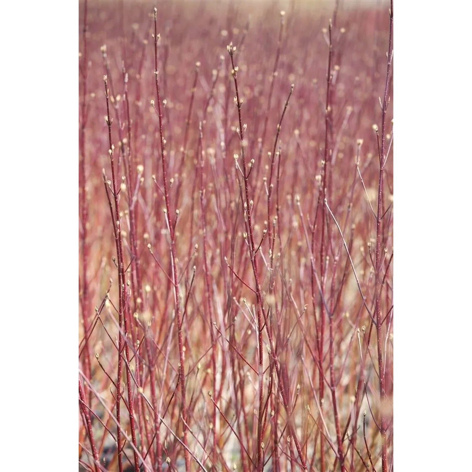 Leuchtend roter Hartriegel 'Sibirica', Cornus alba, mit filigranen Trieben im Detail.