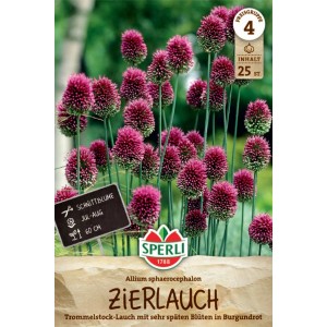 Sperli Zierlauch Allium sphaerocephalon Blumenzwiebel mit purpurroten Blüten.