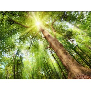 Kunstleinwand mit Waldmotiv, 60x80 cm. Detailaufnahme mit Sonnenstrahlen durch Baumkronen.