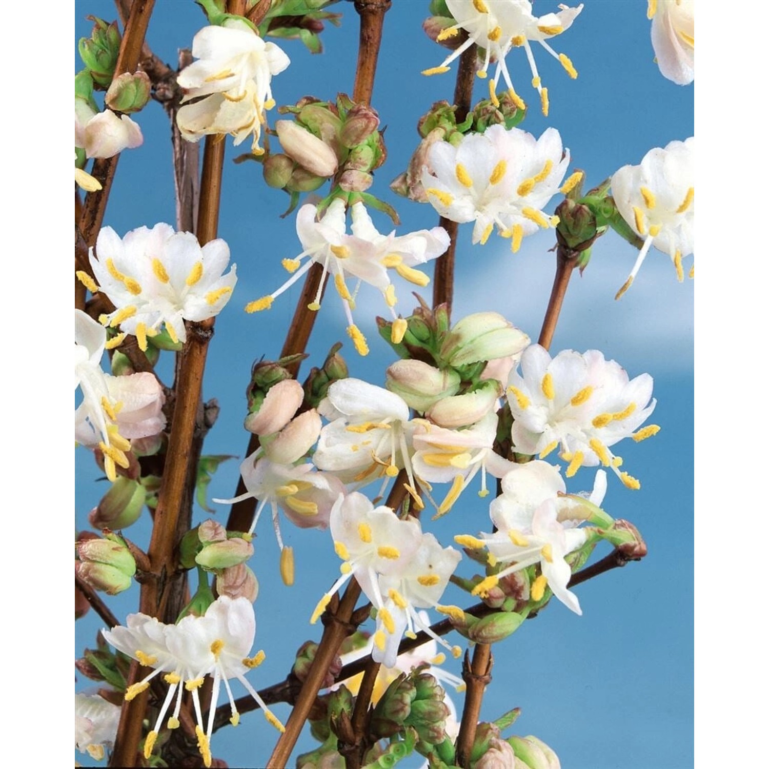 Lonicera Purpusii Winter Beauty Duft-Heckenkirsche Cremeweiß 40–60 cm günstig online kaufen