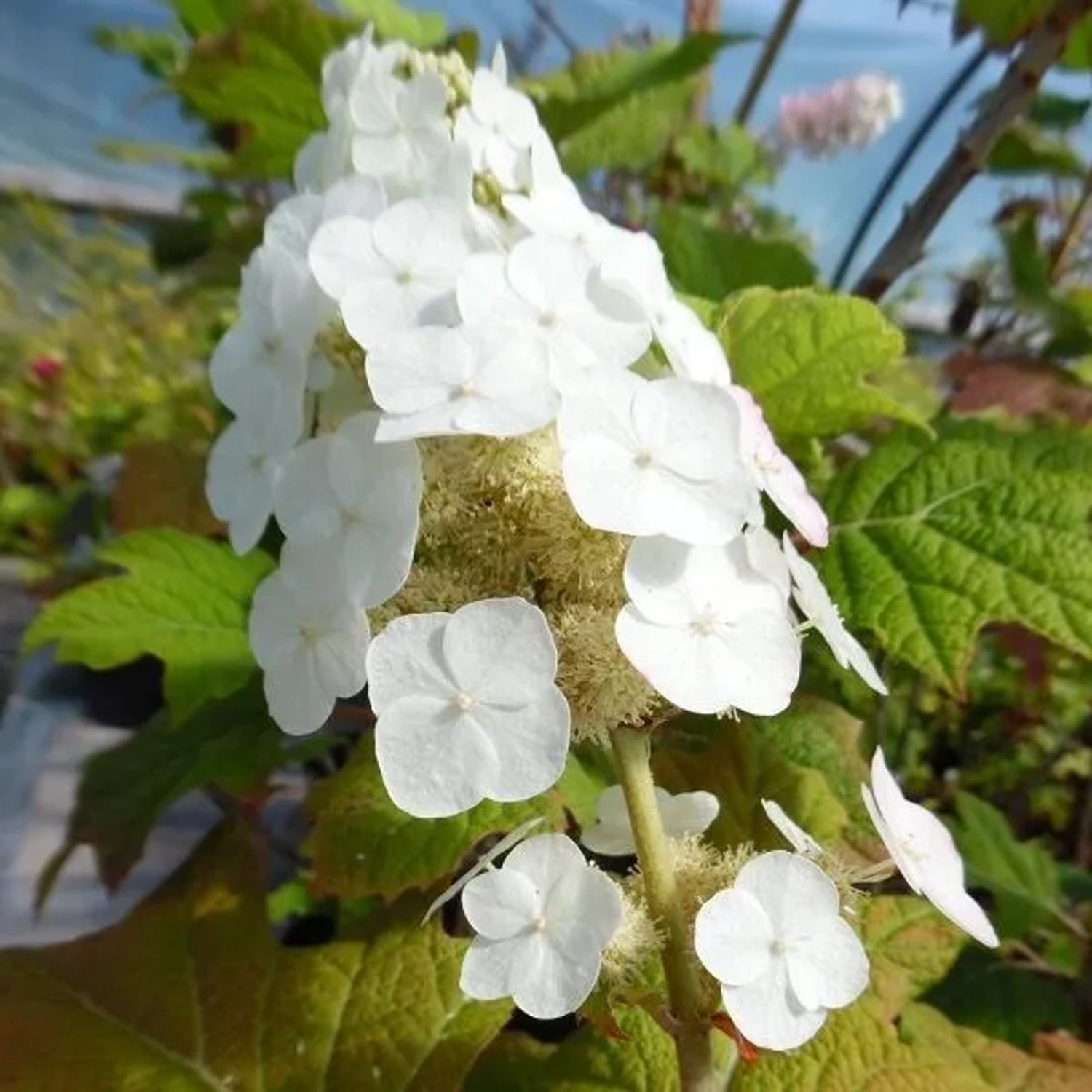 arborix Eichenblättrige Hortensie 'Snow Queen' Hydrangea Quercifolia 30 Bis 40 Cm Im Container Herbstfärbung