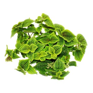 Kanonierpflanze Pilea Involucrata Moon Valley im 12cm Topf, grüne Mondkraterpflanze mit auffälliger Blattstruktur.