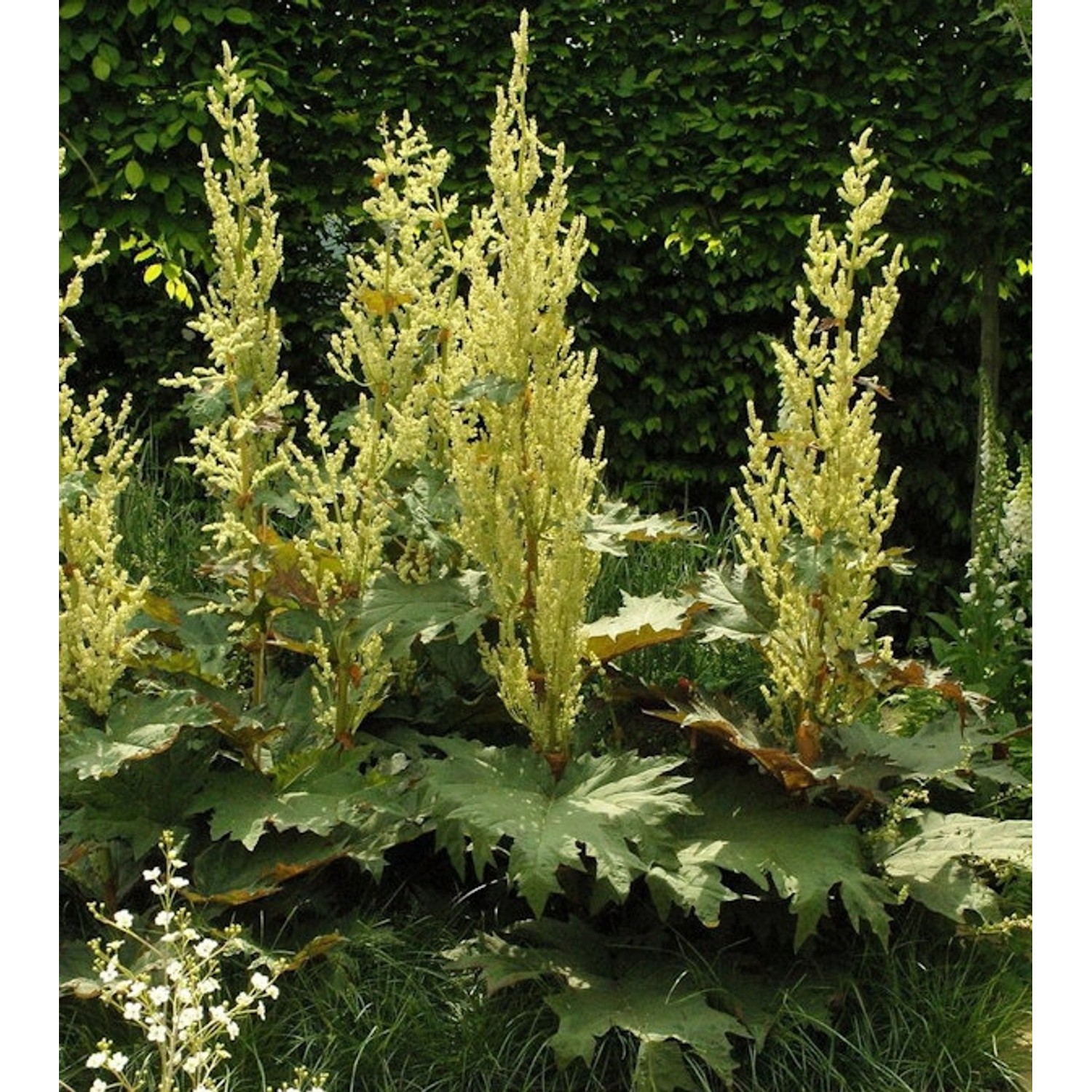 Königs Rhabarber - Rheum alexandrae günstig online kaufen