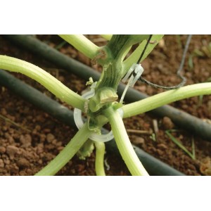 Rion Tomatenrank-Kit im Einsatz: Tomatenpflanze mit Rankhilfe und Clips im Gewächshaus.