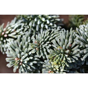 Nahaufnahme der silbrig-blauen Nadeln einer Abies Procera Obrighofen Edeltanne.