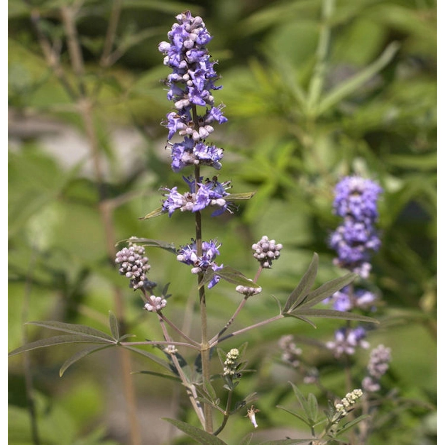 Mönchspfeffer 20-30cm- Vitex agnus castus günstig online kaufen