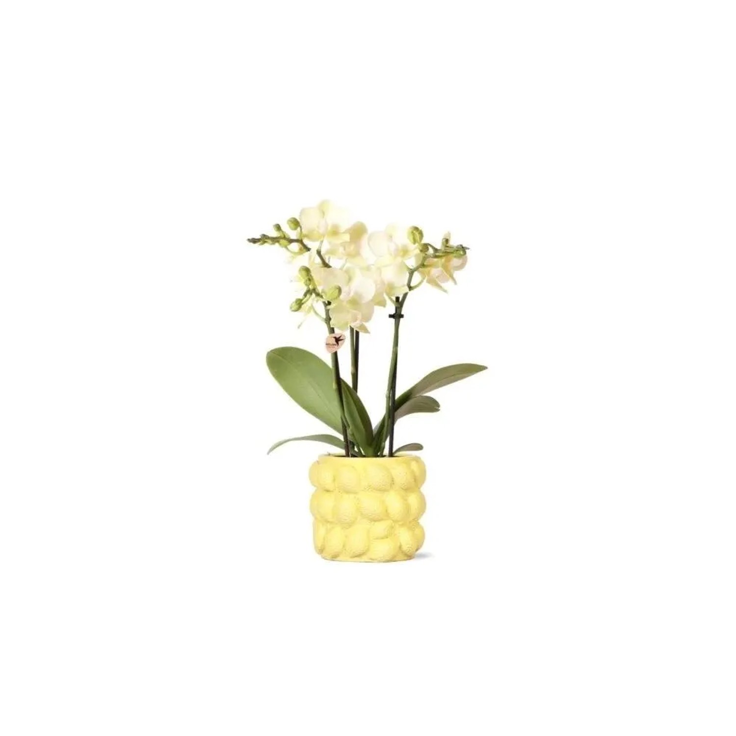 Gelber Exotenherz Übertopf "Freche Früchte" mit Zitrone Design und Orchidee.
