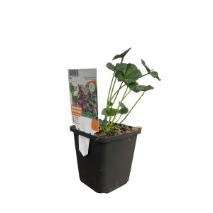 Mauretanische Malve Violett im 9 cm Topf von GROW by OBI. Kübelpflanze mit violetten Blüten.