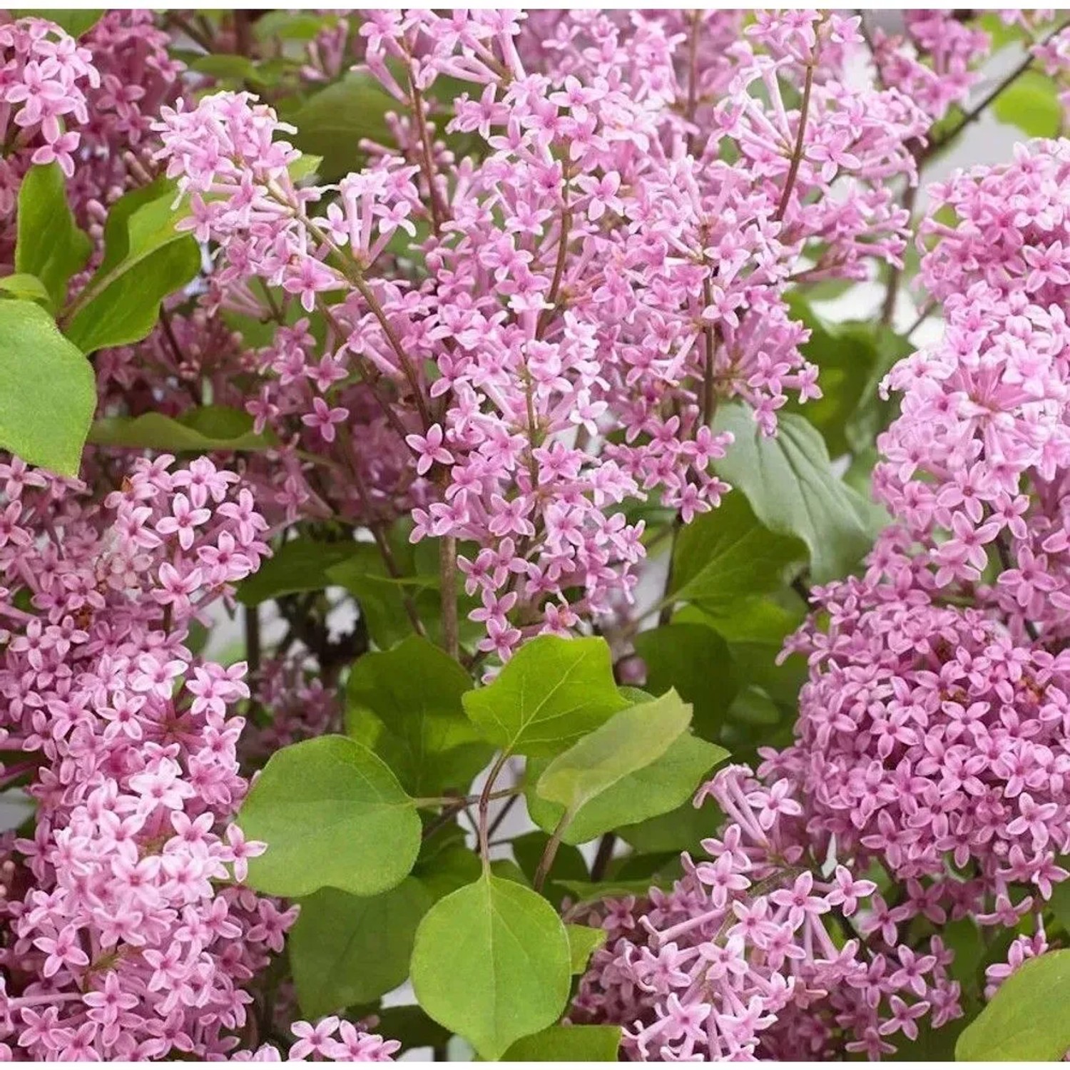 Hochstamm Zwergflieder Flowerfesta Purpur 60-80cm - Syringa