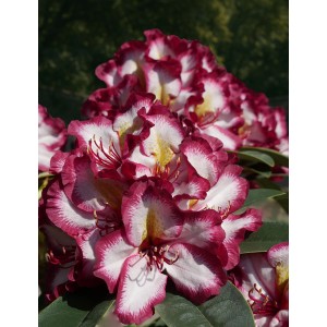 Nahaufnahme der Alpenrose Eyecatcher Exotic mit weißen, gelben und violetten Blüten.