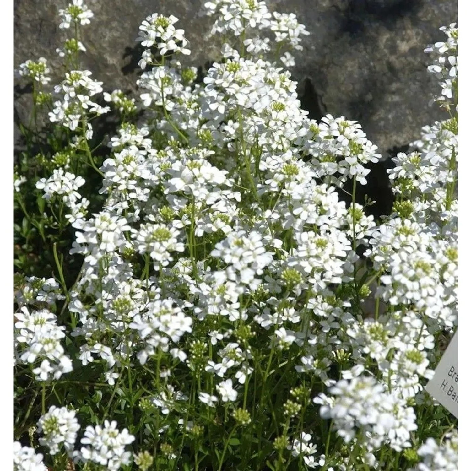 Schaumkresse - Arabis procurrens