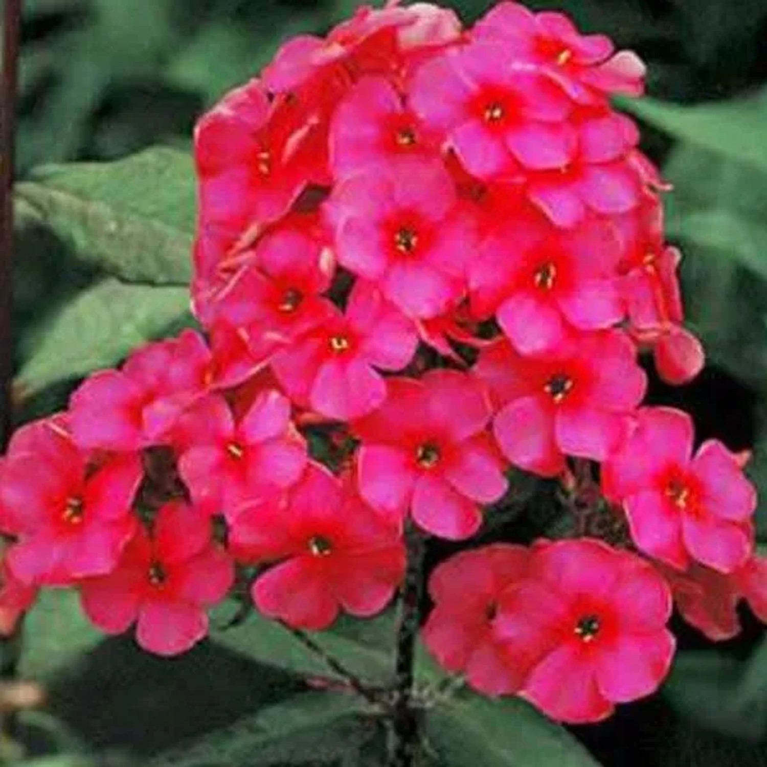 6 x Hohe Flammenblume 'Starfire' Phlox paniculata Topf 9cm Rote Blüten