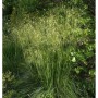Riesenfedergras - großer Topf - Stipa gigantea