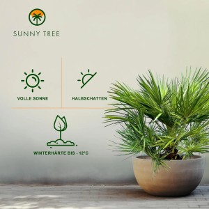 Europäische Zwergpalme Chamaerops Humilis im Topf, immergrün und winterhart.