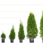Verschieden hohe Lebensbäume Brabant (Thuja) im Topf, Größen von 20 cm bis 200 cm.