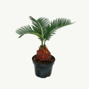 Japanischer Palmfarn (Cycas Revoluta) im 9cm Topf. Exotische Zimmerpflanze mit markanter Knolle.