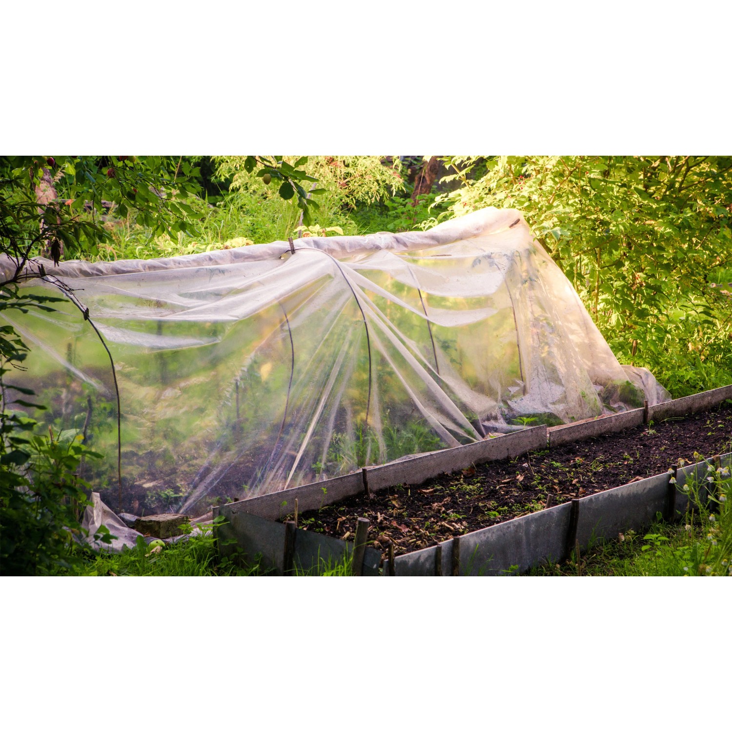 Transparente Aquagart Gartenfolie als Frühbeet über einem Gemüsebeet im Garten.