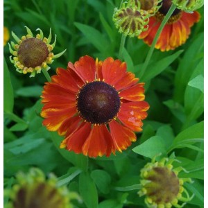 Sonnenbraut 'Sahins Early Flowerer': orange-gelbe Blüten mit dunkler Mitte, Nahaufnahme.