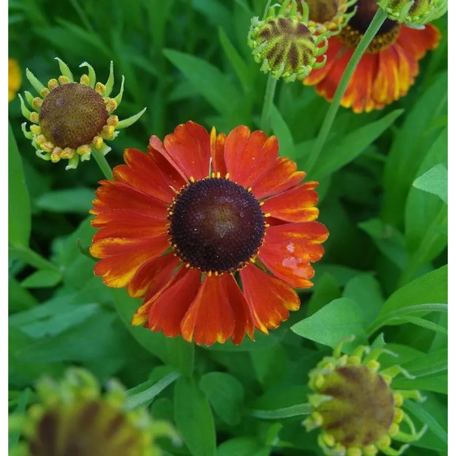 Sonnenbraut Sahins Early Flowerer - Helenium cultorum