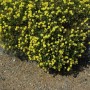 Sonnenröschen 'Gelbe Perle' mit leuchtend gelben Blüten im 9x9 cm Topf.