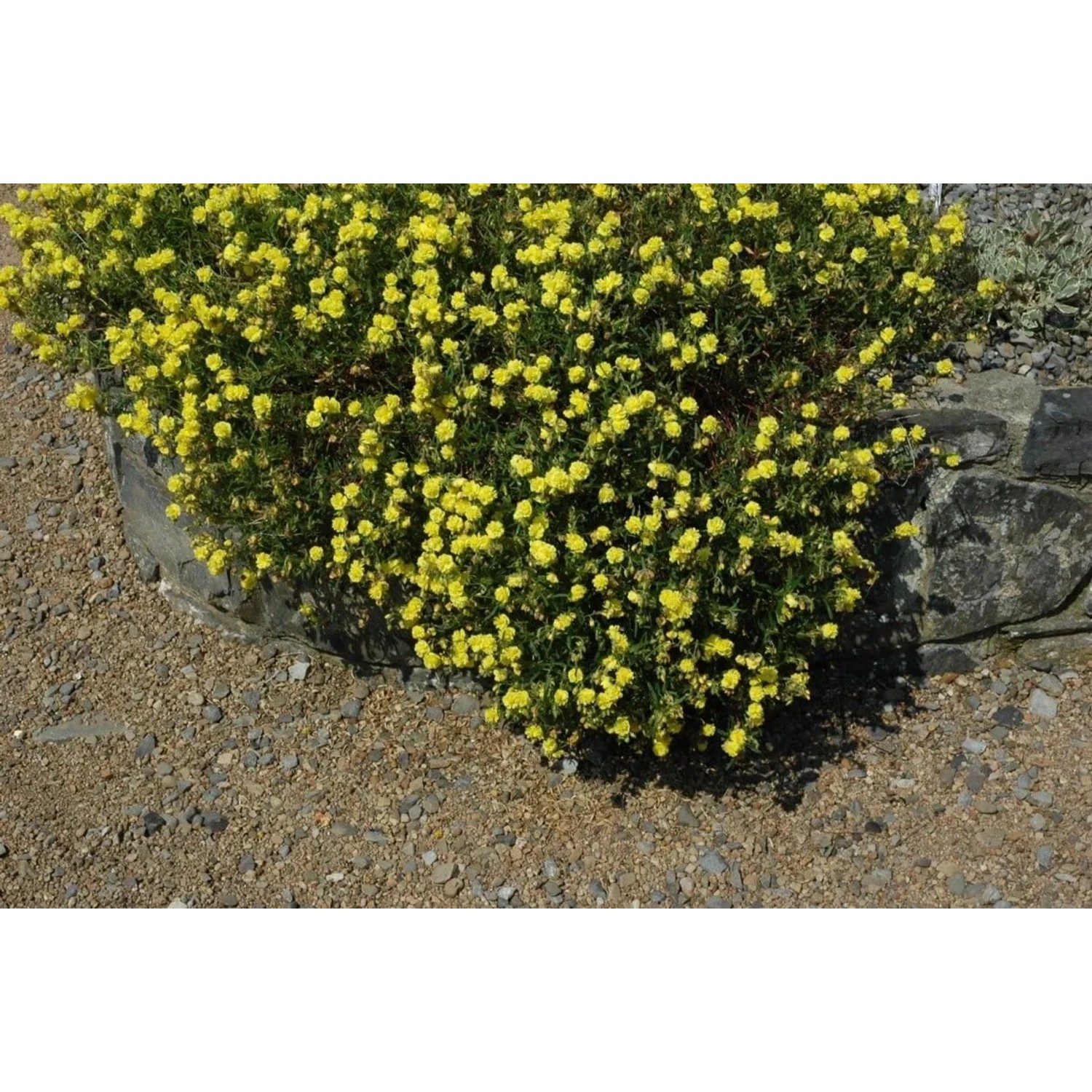 Sonnenröschen 'Gelbe Perle' mit leuchtend gelben Blüten im 9x9 cm Topf.