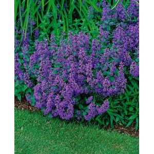 Blühende, violette Katzenminze 'Dropmore' (Nepeta X Faassenii) im 9x9 cm Topf. Stauden für sonnige Standorte.