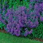 Blühende, violette Katzenminze 'Dropmore' (Nepeta X Faassenii) im 9x9 cm Topf. Stauden für sonnige Standorte.