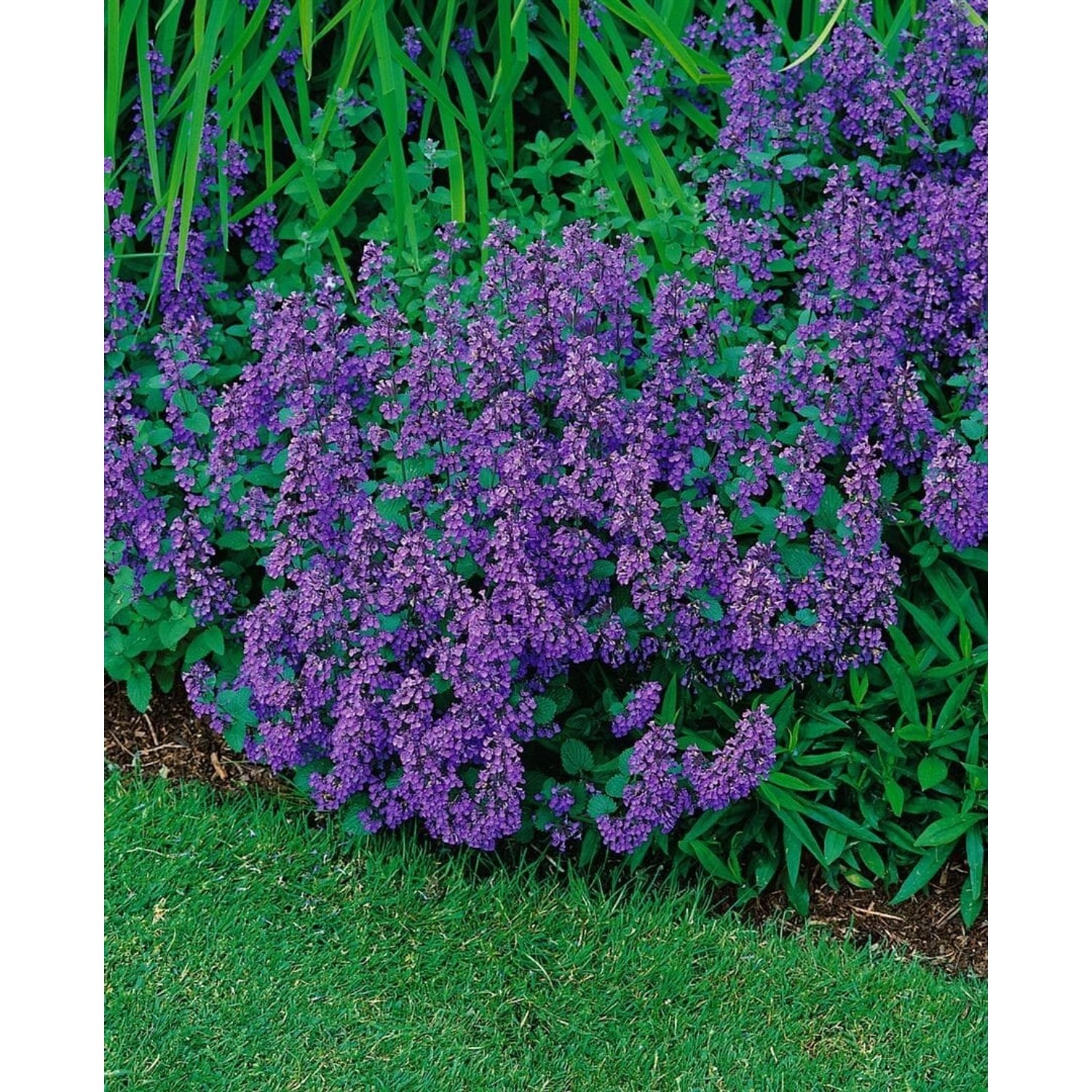 Blühende, violette Katzenminze 'Dropmore' (Nepeta X Faassenii) im 9x9 cm Topf. Stauden für sonnige Standorte.
