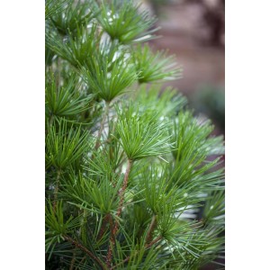 Detailaufnahme der Japanischen Schirmtanne (Sciadopitys verticillata) mit grünen Nadeln.
