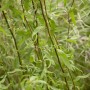 Korkenzieherweide (Salix matsudana Tortuosa) mit gedrehten Ästen und grünen Blättern.
