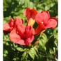 Nahaufnahme der Trompetenblume Flamenco (Campsis radicans) mit leuchtend roten Blüten.
