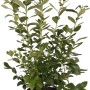 Heidelbeere Bluecrop im 6 l Topf, ca. 50 cm hoch. Ideal für Garten und Kübel.