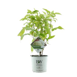 Ballhortensie Strong Annabelle Weiß im Topf, ca. 30-40 cm hoch. Strauchhortensie mit weißen Blüten.