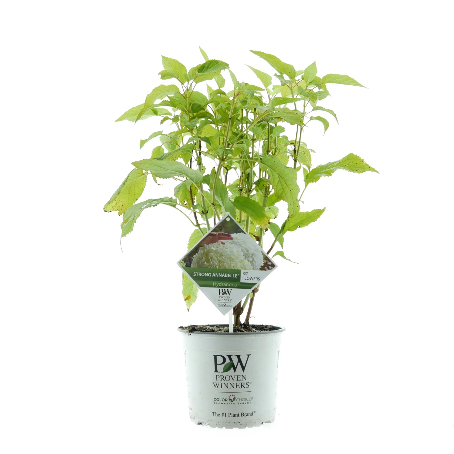 Ballhortensie Strong Annabelle Weiß Höhe ca. 30-40 cm Topf ca. 3, Hydrangea