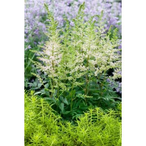 Astilbe Younique White im Topf, eine winterharte Staude mit weißen Blütenrispen für Beet und Kübel.